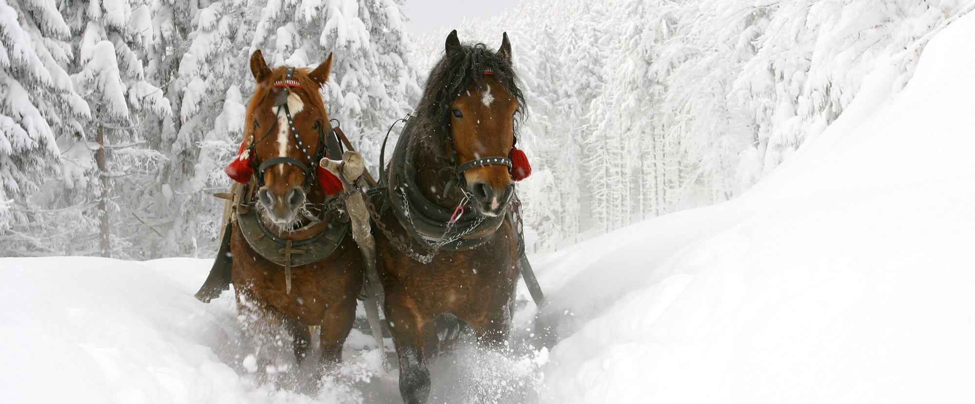 Familien und Vitalhotel Mühlpointhof ***S Ausflüge mit Hund Winter: Pferdekutschenfahrt und mit 2 PS durch die Winterlandschaft