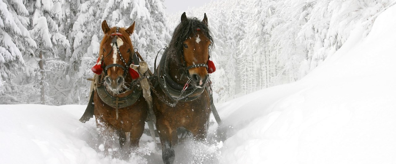 Familien und Vitalhotel Mühlpointhof ***S Ausflüge mit Hund Winter: Pferdekutschenfahrt und mit 2 PS durch die Winterlandschaft
