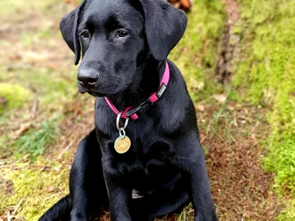 Hundehotel - Pools: Schwimmteich - Chef de Security: Frieda - Familien und Vitalhotel Mühlpointhof ***S