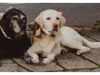 Hundehotel - Pools: Schwimmteich - Ehemalige Chef de Security: Kathi & Lotta - Familien und Vitalhotel Mühlpointhof ***S