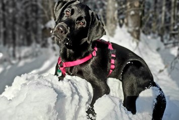 Urlaub-mit-Hund: Schnee-Hund - Familien und Vitalhotel Mühlpointhof ***S