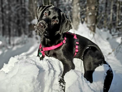 Hundehotel - Pools: Schwimmteich - Chef de Security: Freida - Familien und Vitalhotel Mühlpointhof ***S
