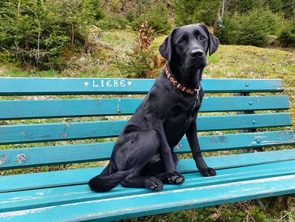 Hundehotel - Pools: Schwimmteich - Chef de Security: Frieda - Familien und Vitalhotel Mühlpointhof ***S