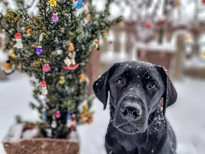 Hundehotel - Pools: Schwimmteich - Chef de Security: Frieda - Familien und Vitalhotel Mühlpointhof ***S