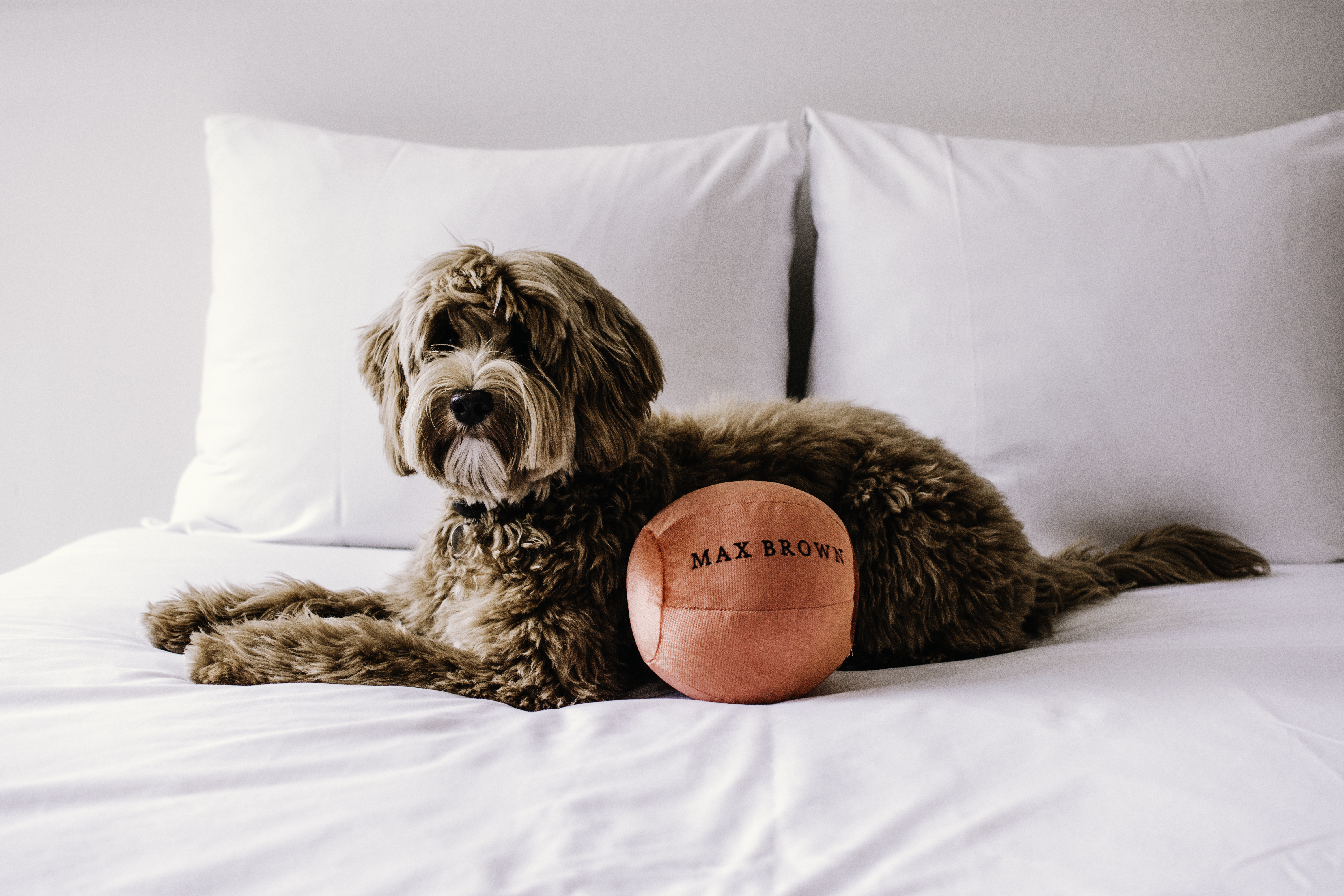 Urlaub-mit-Hund: Max Brown Hotel Midtown