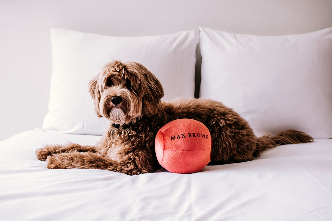Urlaub-mit-Hund: Max Brown Hotel Midtown