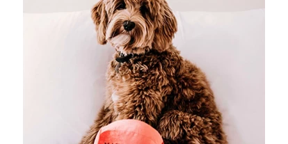 Hundehotel - Unterkunftsart: Hotel - Baden (Baden) - Max Brown Hotel 7th District