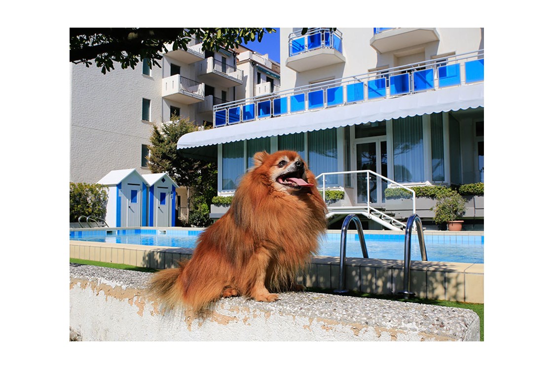 Urlaub-mit-Hund: Pet-Friendly? Eine echte Philosophie!

In unserem Hotel direkt am Meer sind Haustiere immer gerne ohne weiteren Zuschlag willkommen. - Hotel Croce di Malta