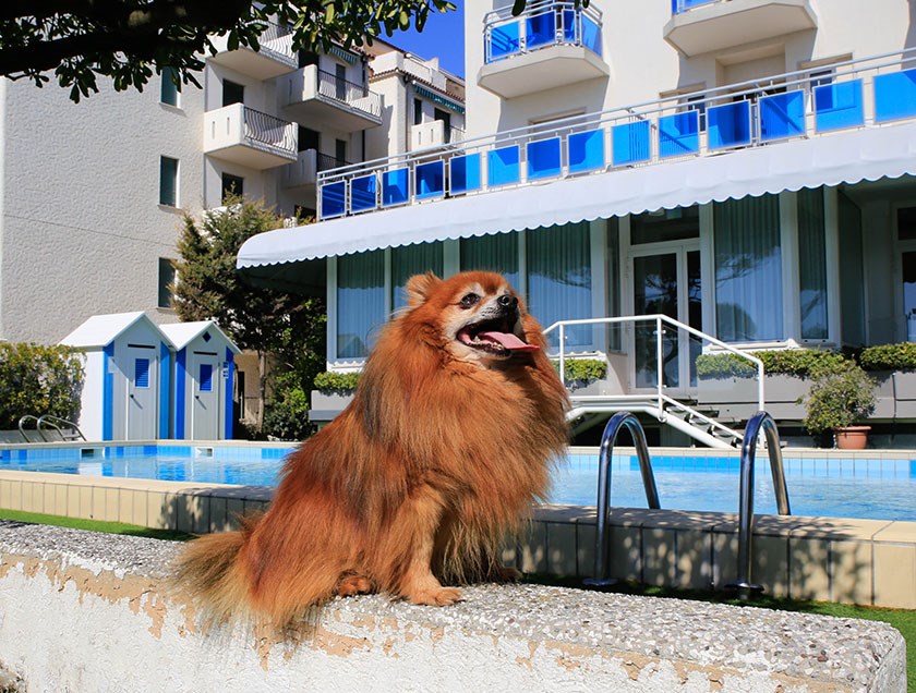 Urlaub-mit-Hund: Pet-Friendly? Eine echte Philosophie!

In unserem Hotel direkt am Meer sind Haustiere immer gerne ohne weiteren Zuschlag willkommen. - Hotel Croce di Malta