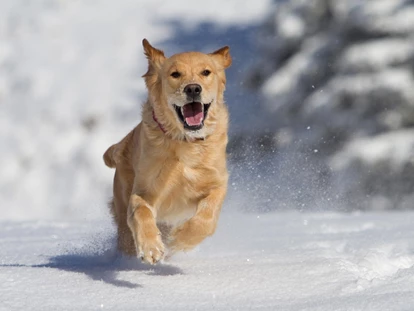 Hundehotel - Doggies: 3 Doggies - Sonnenhotel Adler Nature Spa Adults only