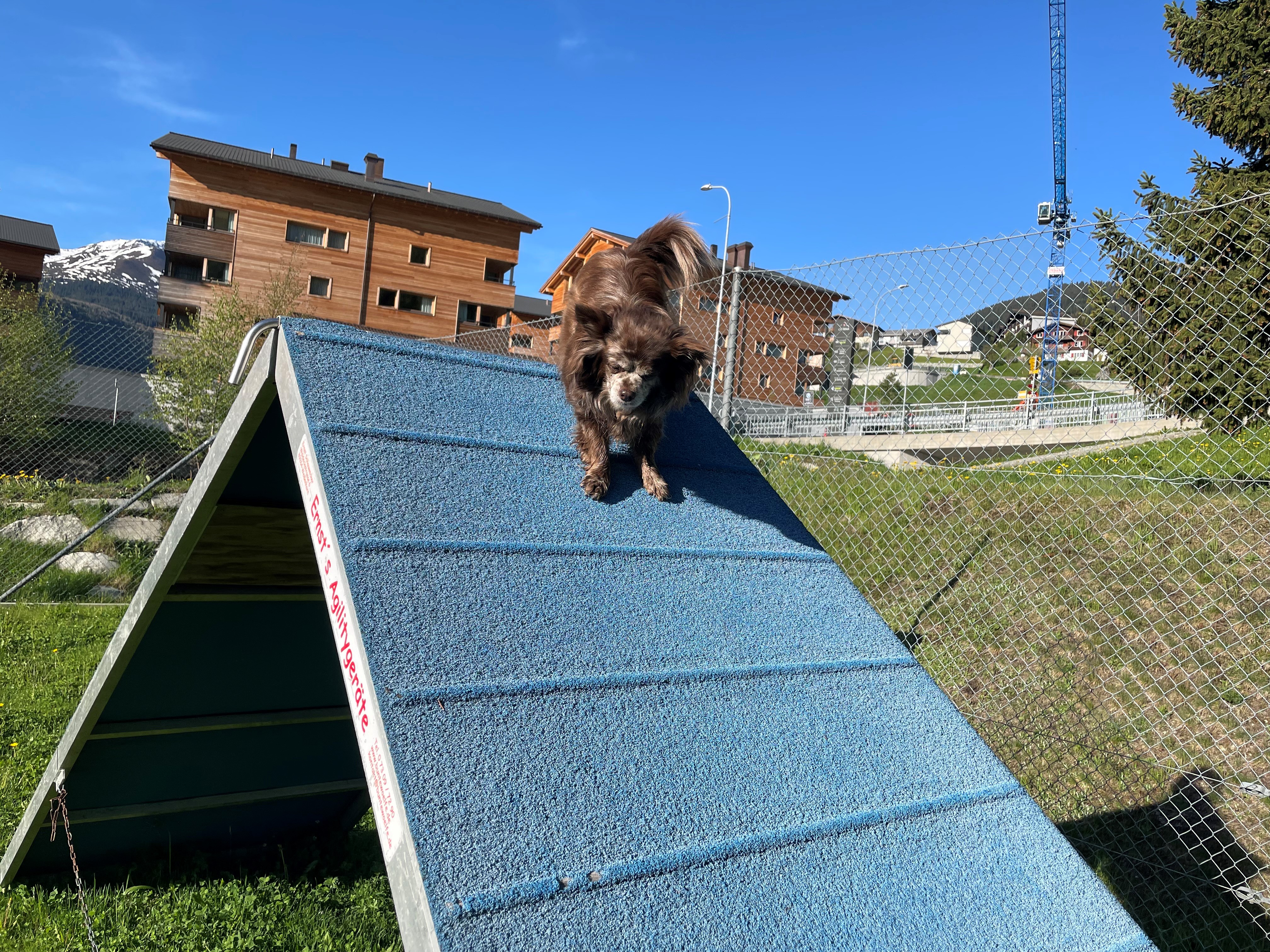 Hundehotel - Graubünden - Agility Platz - Catrina Hotel 
