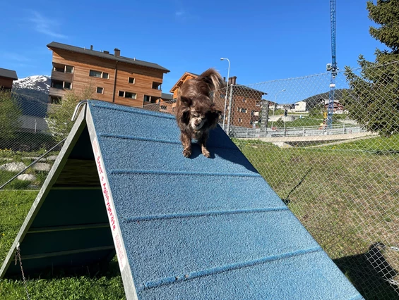 Urlaub-mit-Hund: Agility Platz - Catrina Hotel