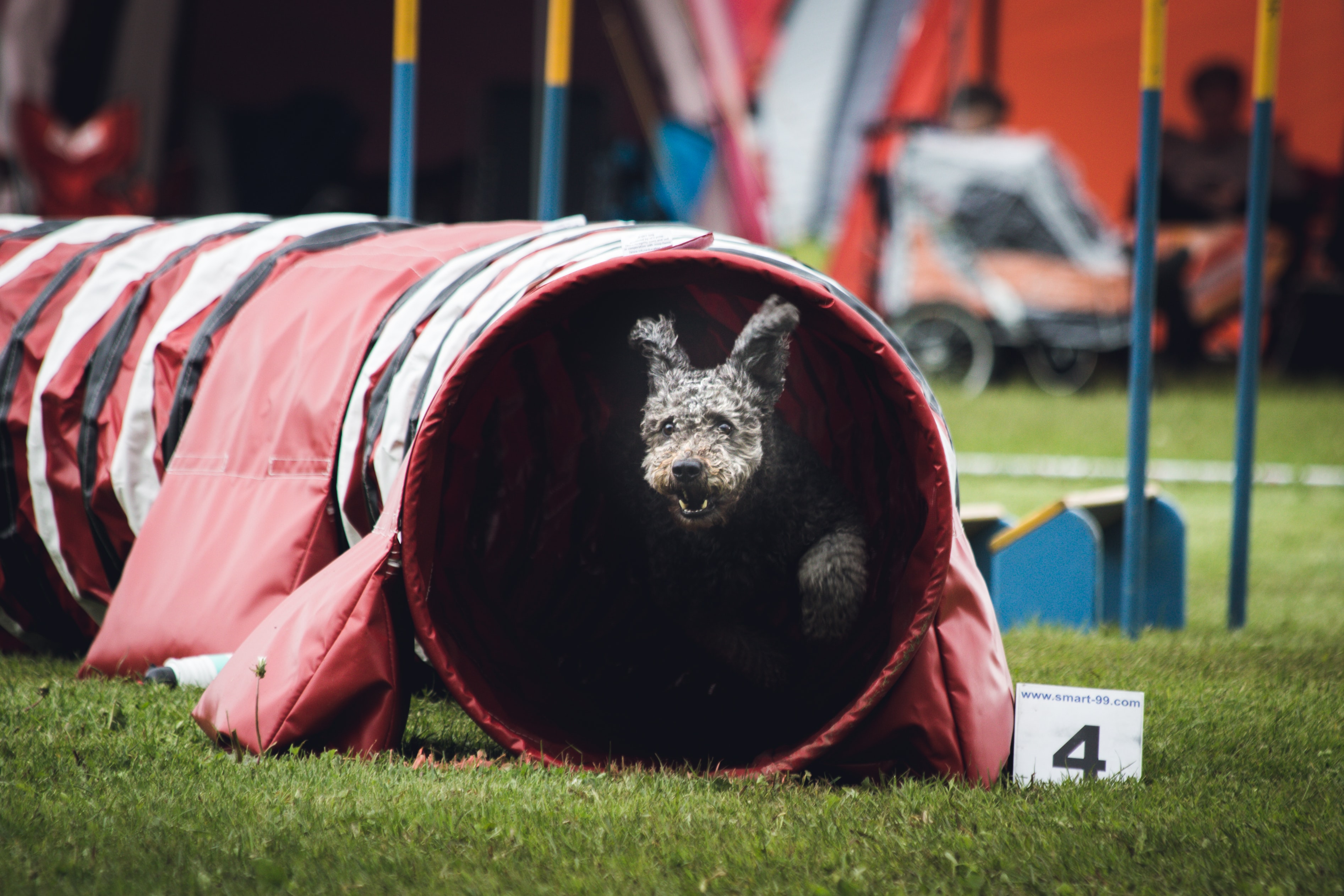 Urlaub-mit-Hund: Agility Platz - Catrina Hotel 