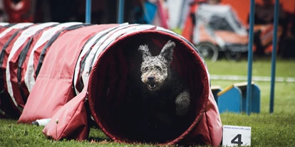 Hundehotel - Unterkunftsart: Hotel - Bodio TI - Agility Platz - Catrina Hotel