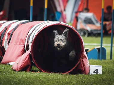 Urlaub-mit-Hund: Agility Platz - Catrina Hotel