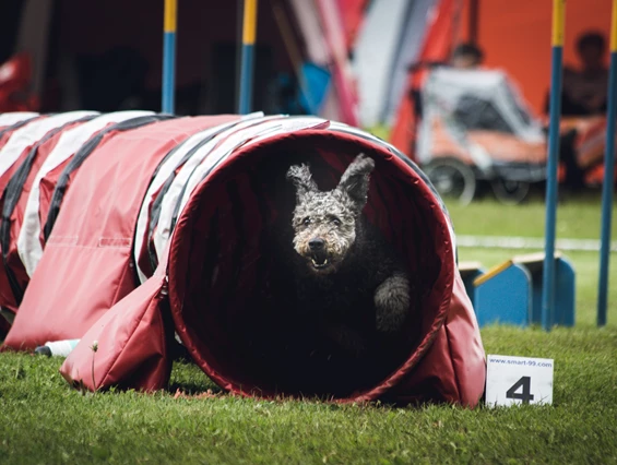 Urlaub-mit-Hund: Agility Platz - Catrina Hotel