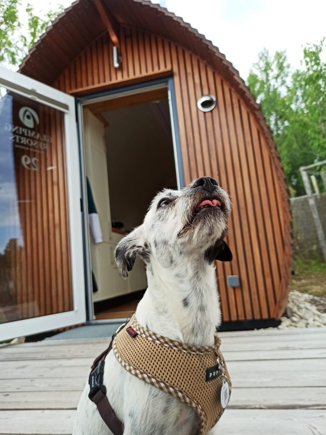 Urlaub-mit-Hund: "Riecht es hier nach Leckerlis?" - Glamping Resort Biosphäre Bliesgau