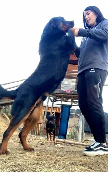 Urlaub-mit-Hund: Balu der Haushund mit Lea... - Gasthof-Pension Gutmann.