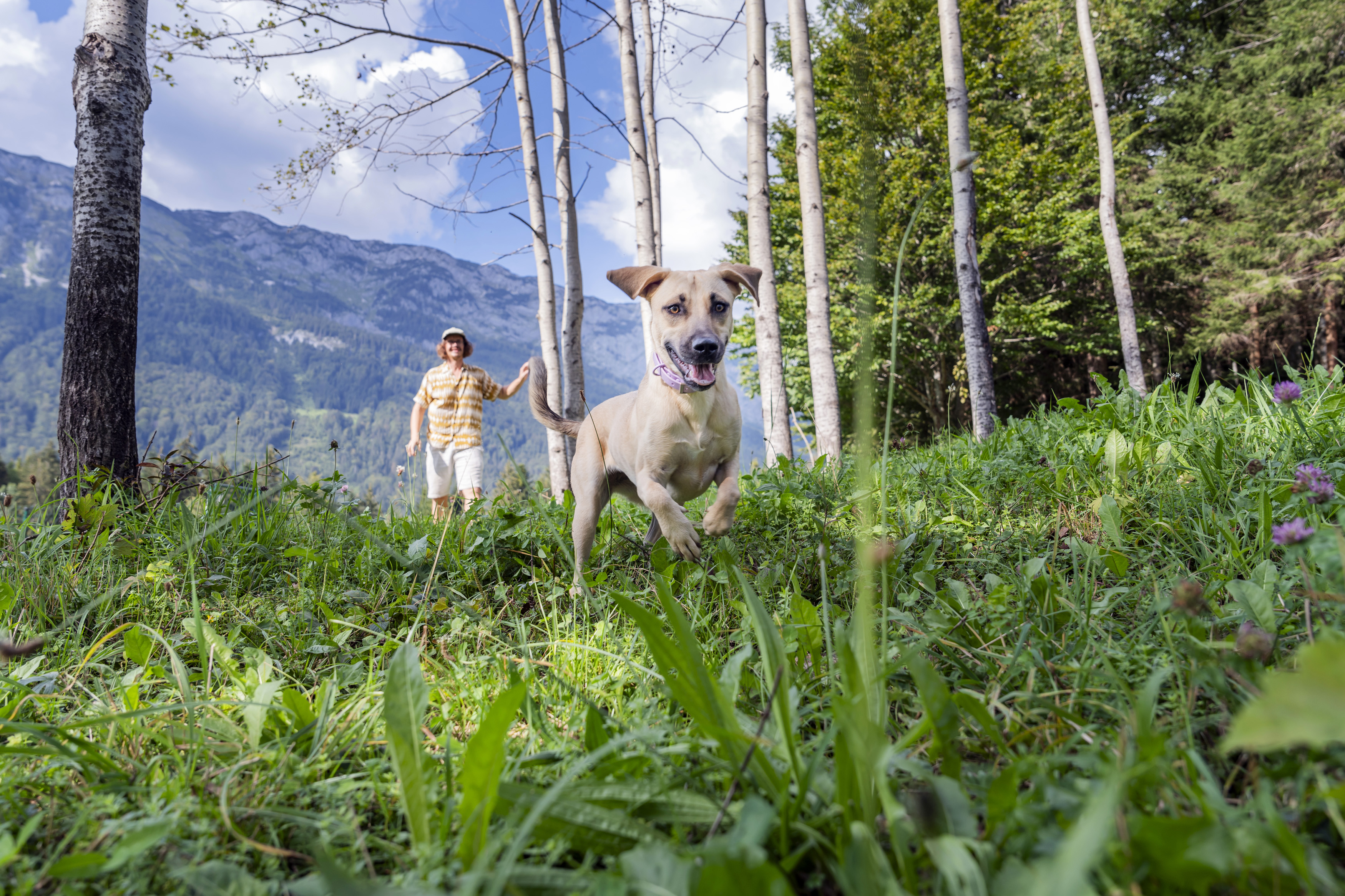 Urlaub-mit-Hund: Hundewiese (1400m2 eingezäunt) im Narzissendorf Zloam - Narzissendorf Zloam