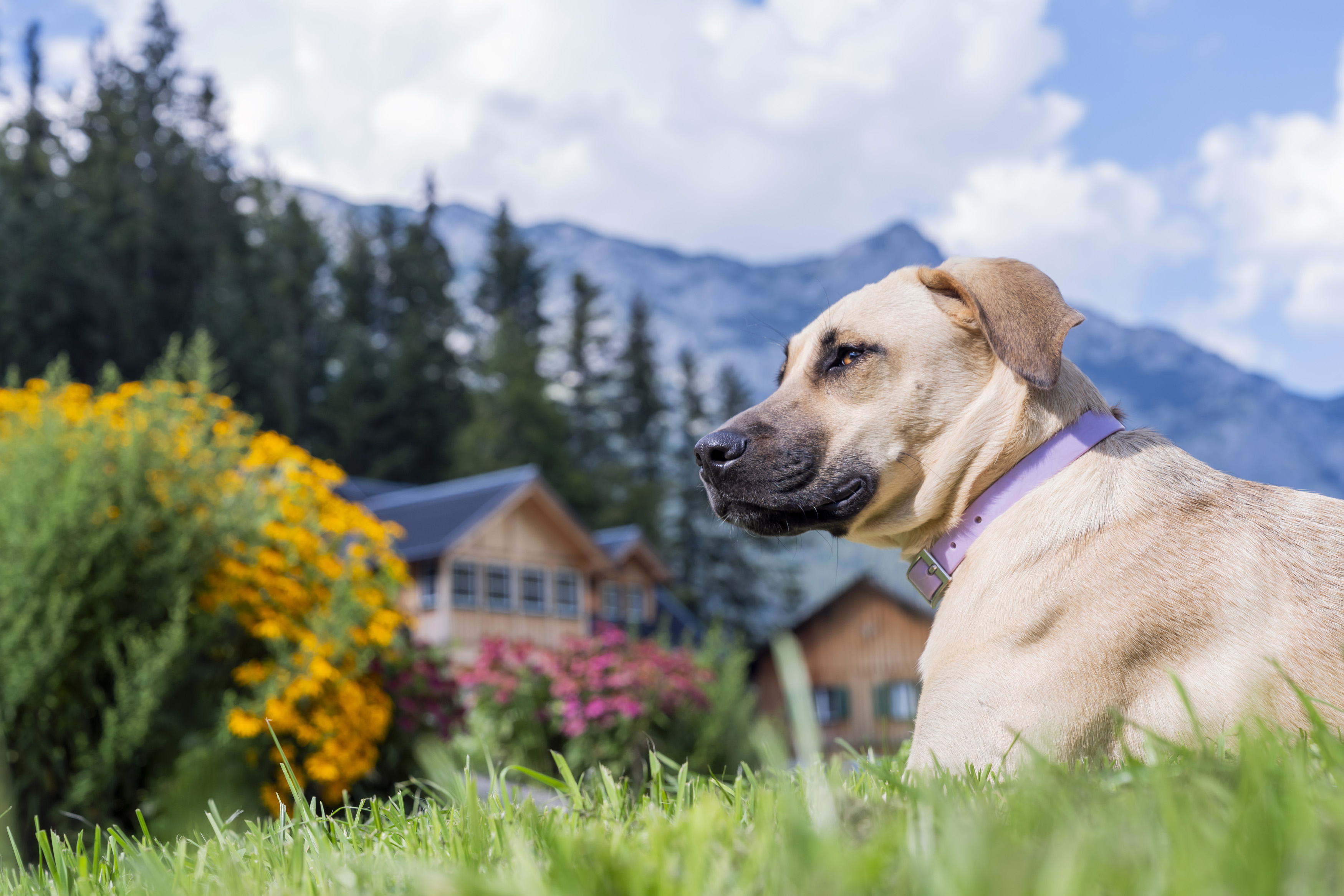Urlaub-mit-Hund: Hunde im Narzissendorf Zloam - Narzissendorf Zloam