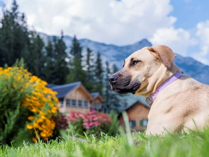 Hundehotel - Pools: Schwimmteich - Hunde im Narzissendorf Zloam - Narzissendorf Zloam