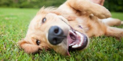 Hundehotel - Unterkunftsart: Hotel - Baden (Baden) - Hundeglück in der grünen Wiese - Hunde Hotel Admiral am Kurpark - Hunde Hotel Admiral am Kurpark