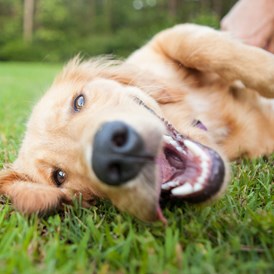 Urlaub-mit-Hund: Hundeglück in der grünen Wiese - Hunde Hotel Admiral am Kurpark - Hunde Hotel Admiral am Kurpark