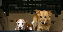Hundehotel - Verpflegung: Vollpension - Dürfen wir schon aussteigen und einchecken? - Hotel & Restaurant Sackwitzer Mühle