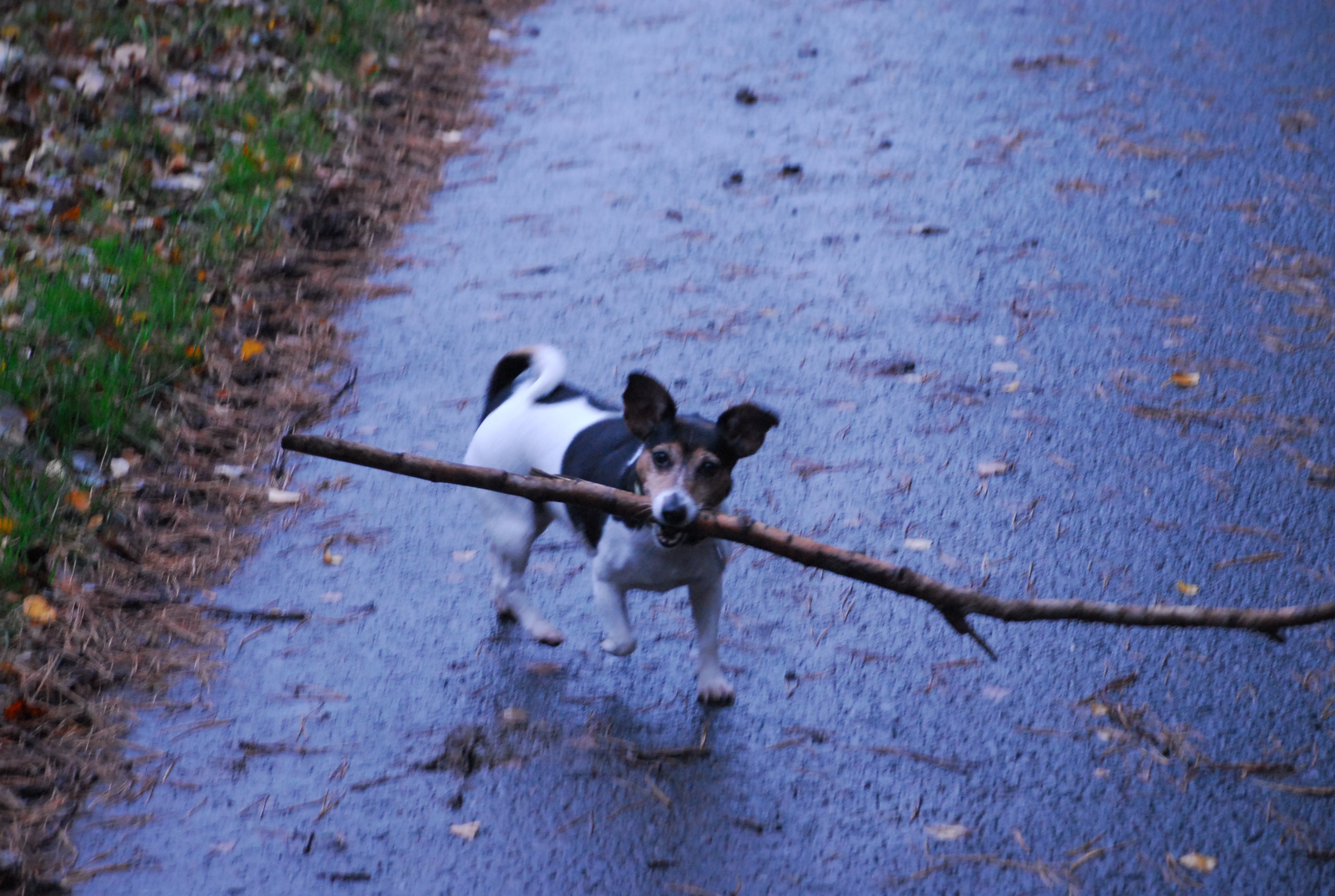 Hundehotel - Preisniveau: günstig - Was man im Wald alles so findet! - Hotel & Restaurant Sackwitzer Mühle