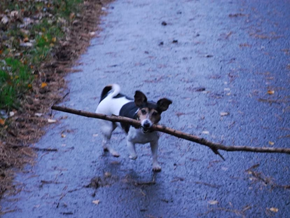 Hundehotel - Sachsen-Anhalt Süd - Was man im Wald alles so findet! - Hotel & Restaurant Sackwitzer Mühle