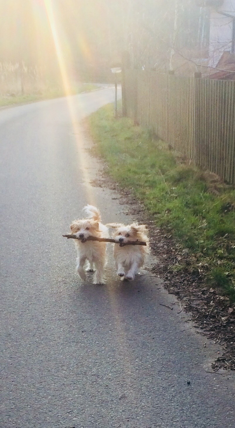 Hundehotel - Preisniveau: günstig - die Nordic-Walking-Stöcke hält man doch anders, oder? - Hotel & Restaurant Sackwitzer Mühle