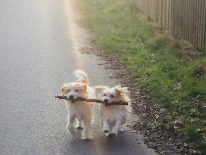 Hundehotel - Sachsen-Anhalt Süd - die Nordic-Walking-Stöcke hält man doch anders, oder? - Hotel & Restaurant Sackwitzer Mühle