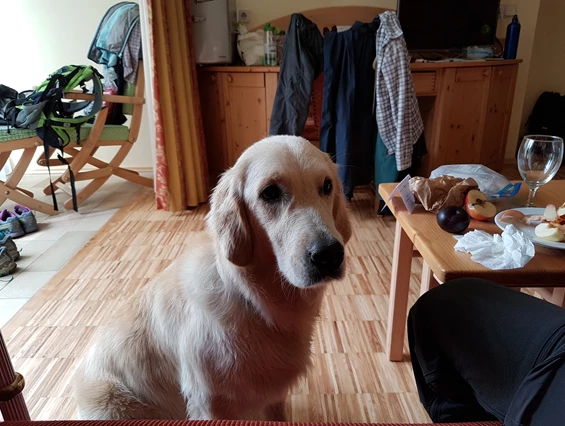 Urlaub-mit-Hund: Naturhotel Ortners Eschenhof