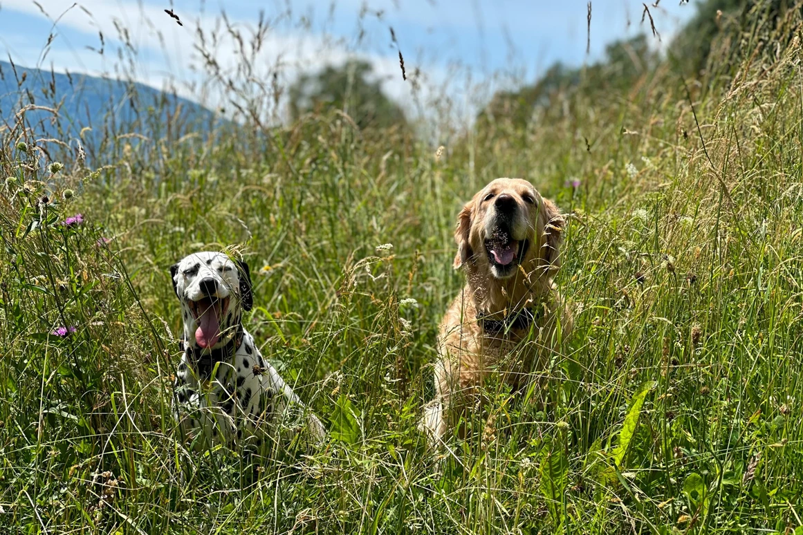 Urlaub-mit-Hund: Coco und Bella - Naturhotel Ortners Eschenhof