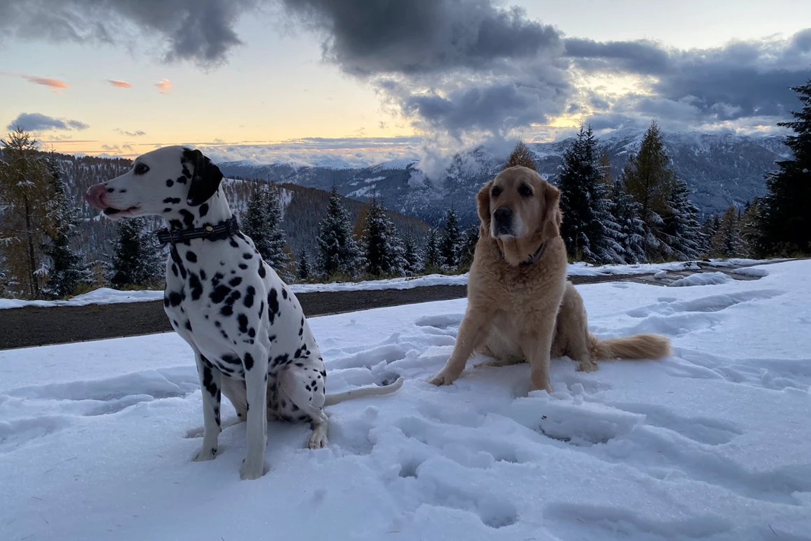 Urlaub-mit-Hund: Coco und Bella am Berg - Naturhotel Ortners Eschenhof