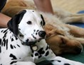 Urlaub-mit-Hund: Hundewellness - Ortners Eschenhof - Alpine Slowness
