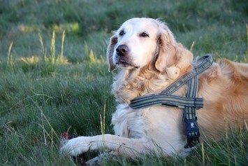 Urlaub-mit-Hund: Entspannung für Hund und Herrchen - Ortners Eschenhof - Alpine Slowness