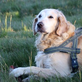 Urlaub-mit-Hund: Entspannung für Hund und Herrchen - Ortners Eschenhof - Alpine Slowness