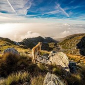 Urlaub-mit-Hund - Ortners Eschenhof - Alpine Slowness