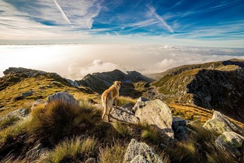 Urlaub-mit-Hund: Ortners Eschenhof - Alpine Slowness