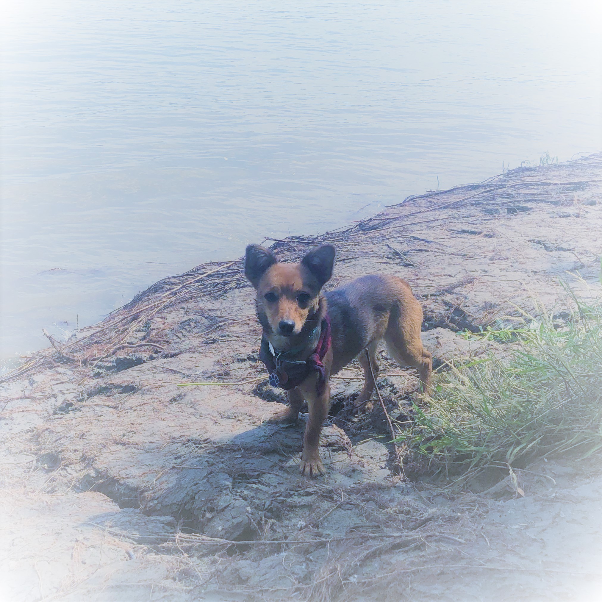 Cottage Number 9 Ausflüge mit Hund Baden mit dem Hund