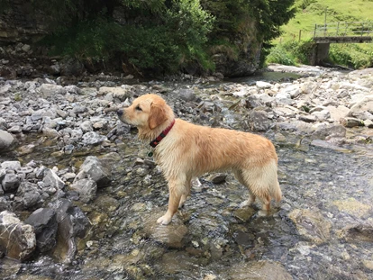 Hundehotel - Doggies: 3 Doggies - Urlaubsvergnügen für Sie und Ihren Hund - Hotel Zimba Gmbh + CoKG