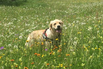 Urlaub-mit-Hund: Schöne Wiesen und Spazierwege für Gäste mit Hund - unsere Qianah geniest das jeden Tag - Hotel Zimba Gmbh + CoKG