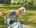 Urlaub-mit-Hund: Hund im Bach (Schwechat direkt am Hotel) - Hotel Krainerhütte