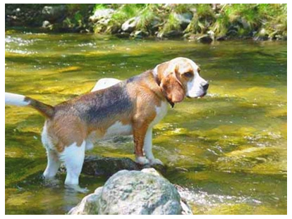 Hundehotel - Unterkunftsart: Hotel - Baden (Baden) - Abkühlung im Bächlein Schwechat - Hotel Krainerhütte