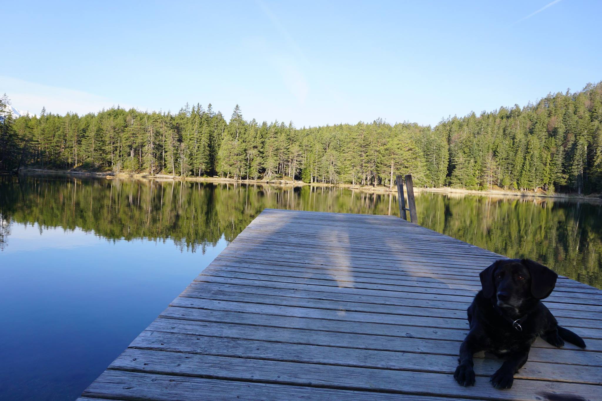 Urlaub-mit-Hund: Hotel Tyrol Mösern