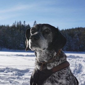 Urlaub-mit-Hund: Hotel Tyrol Mösern