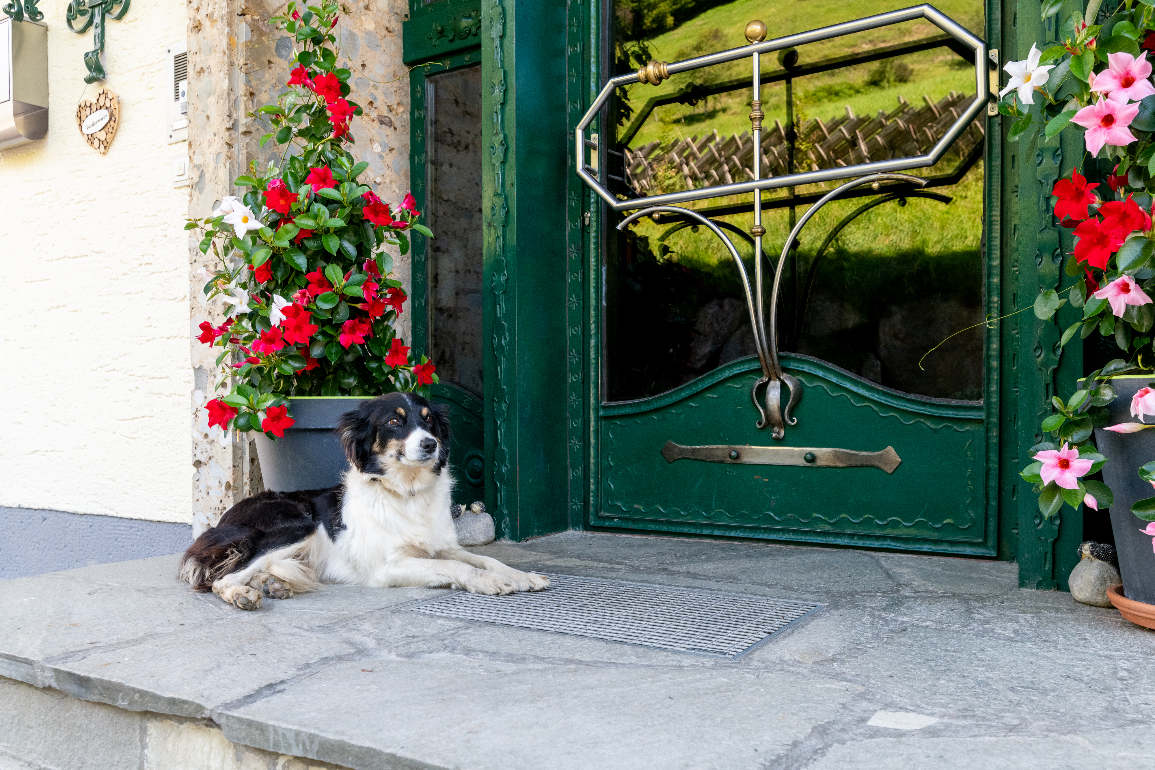 Hundehotel - Verpflegung: Frühstück - Salzburg - Unsere Hütehündin Spezi - Ganzenhubhof