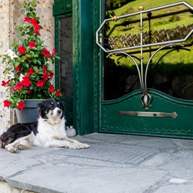 Ferienhaus mit Hund: Hütehündin Spezi - Ganzenhubhof