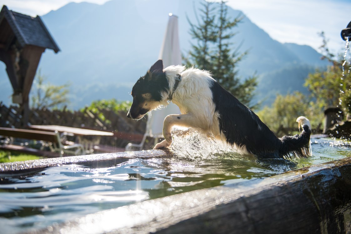 Ferienhaus mit Hund: Erfrischung tut gut - Ganzenhubhof